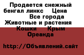 Продается снежный бенгал(линкс) › Цена ­ 25 000 - Все города Животные и растения » Кошки   . Крым,Ореанда